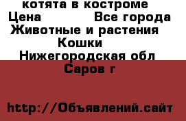 котята в костроме › Цена ­ 2 000 - Все города Животные и растения » Кошки   . Нижегородская обл.,Саров г.